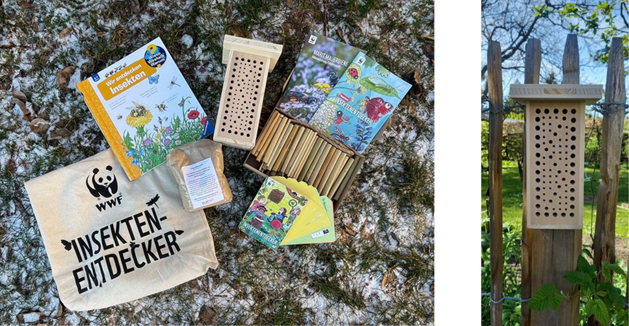 Die Insektenentdecker starten durch – eine Initiative für und mit dem WWF Deutschland